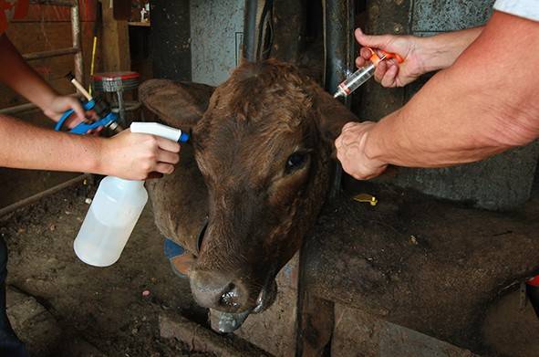Vânzarea la liber a medicamentelor de uz veterinar, pericol pentru sănătatea publică
