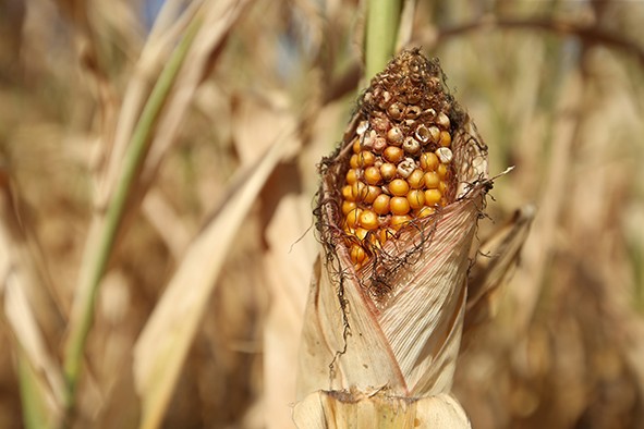 Un an dificil pentru agricultură