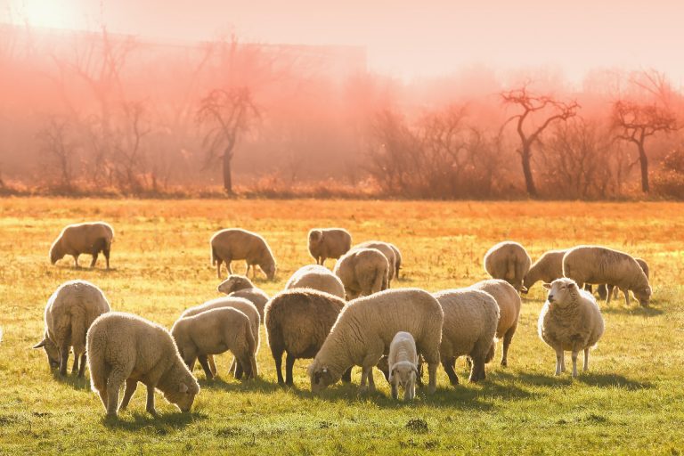 România a exportat animale vii în valoare de peste 25 de milioane de euro, în ianuarie