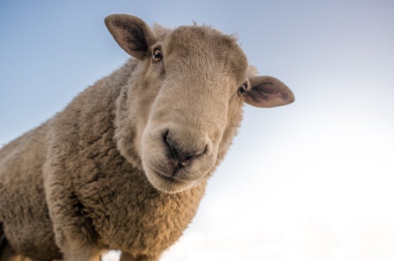 Încep exporturile de ovine spre Kuweit și EAU
