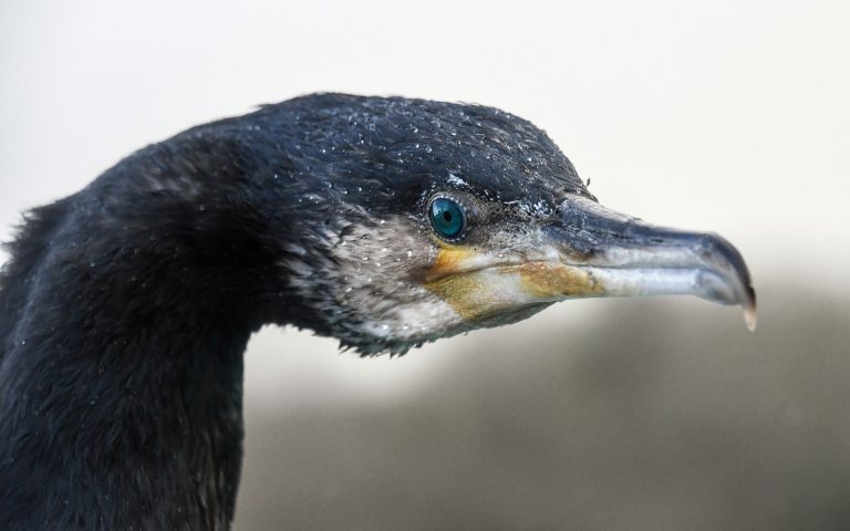 Daea vrea derogare pentru vânătoarea de cormorani