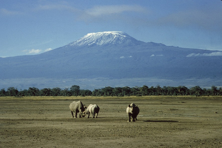 Three white rhinoceroses (Ceratotherium simum) wander on the plain as the snow covered peak of Mount Kilimanjaro rises above them in the background, Amboseli National Park, Kenya, East Africa, mid to late 20th Century. (Photo by Getty Images)