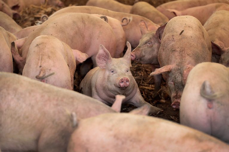 ELMA, IA - JULY 25: Hogs are raised on the farm of Roger Dietrich on July 25, 2018 near Elma, Iowa. Dietrich raises hogs in a traditional manner, outdoors, without antibiotics for the specialty pork market. According to the Iowa Pork Producers Association, Iowa is the number one pork producing state in the U.S. and the top state for pork exports. The state sends about 50 million hogs to market each year and its pork exports totaled more than $1.1 billion in 2017. Pork producers in Iowa are bracing for the impact a trade war with China and Mexico may have on their bottom line going forward. (Photo by Scott Olson/Getty Images)