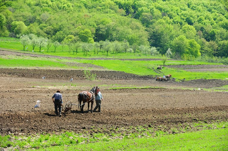 Iarba verde a țării ca afară