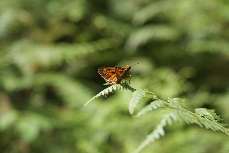 Protecția naturii: Comisia solicită României, Poloniei și Portugaliei să finalizeze rețeaua Natura 2000