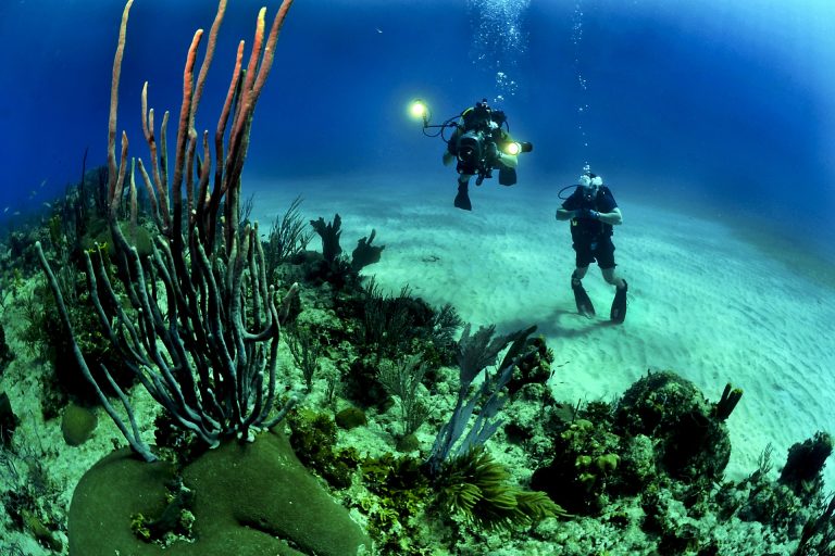 Oceanele lumii, „noua frontieră industrială”. Semnal de alarmă al Greenpeace