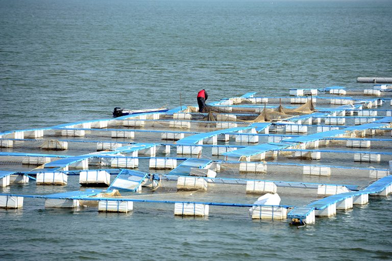 Subvenții pentru pescari, compensate de impozit