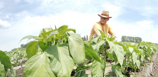 Sombor,18.juna 2014.- Proizvodnja konzumne paprike na otvorenom polju. FOTO TANJUG/ JAROSLAV PAP/ nr