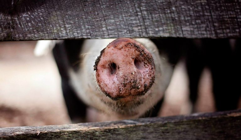 Două focare de pestă porcină africană,detectate în Republica Moldova, aproape de frontiera cu România