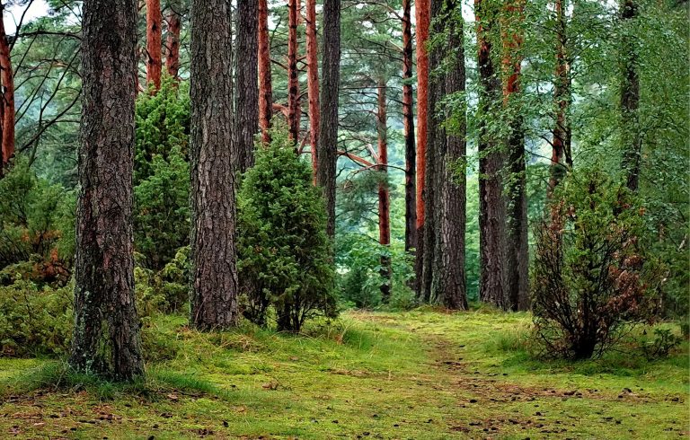 Studiu: Restabilirea suprafeţelor împădurite, soluţie de atenuare a schimbărilor climatice