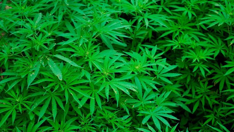 Plantații de cannabis în valoare de 500.000 de euro, în gospodăriile unor vâlceni