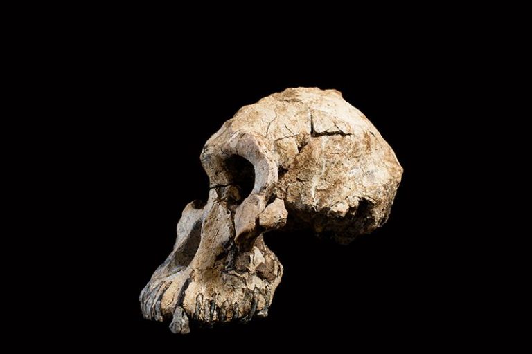 Craniul care ar putea schimba complet istoria evoluției omului