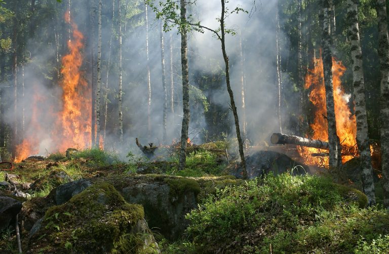 Avertizare MAE: Risc de incendii de vegetație în Portugalia în perioada 17-20 august