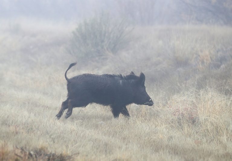 Pesta porcină, la Zoo Galați: Aproape 30 de porci vietnamezi și un mistreț vor fi eutanasiați