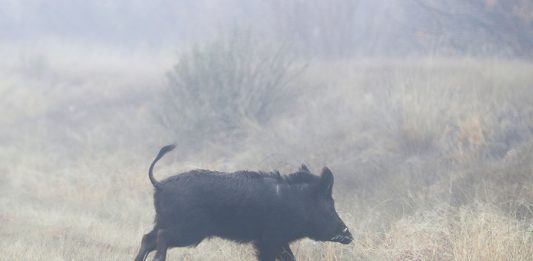 CANDELARIA, TEXAS - JANUARY 16: A boar is seen on running near the Rio Grande river which marks the border between Mexico and the United States on January 16, 2019 in Candelaria, Texas. The U.S. government is partially shut down as President Donald Trump is asking for $5.7 billion to build additional walls along the U.S.-Mexico border and the Democrats oppose the idea. (Photo by Joe Raedle/Getty Images)
