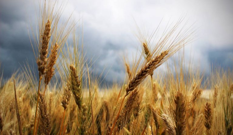 Interdicția la export a grâului românesc ajută Rusia