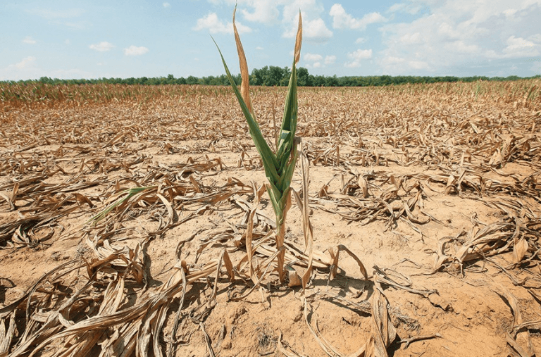 ASF: Schimbările climatice au efecte asupra bunurilor, dar și asupra oamenilor