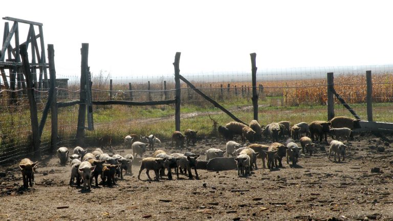 Molima africană schimbă viața porcilor: resturile alimentare zboară din dietă