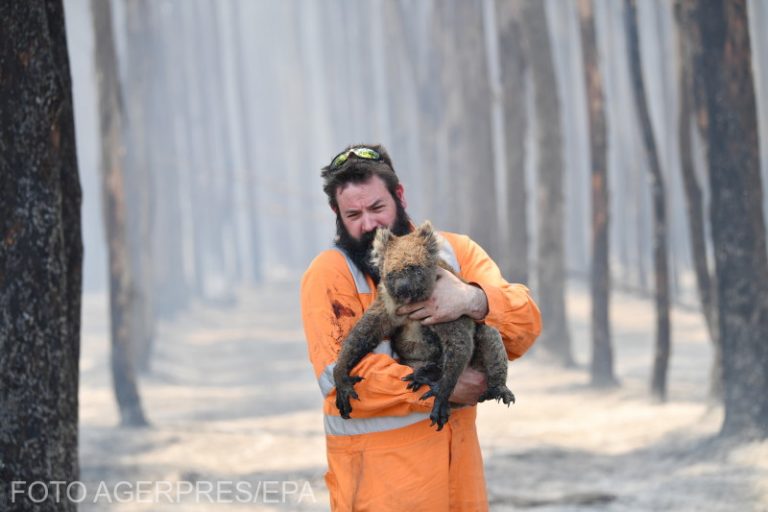 Peste un miliard de animale au fost ucise în incendiile din Australia