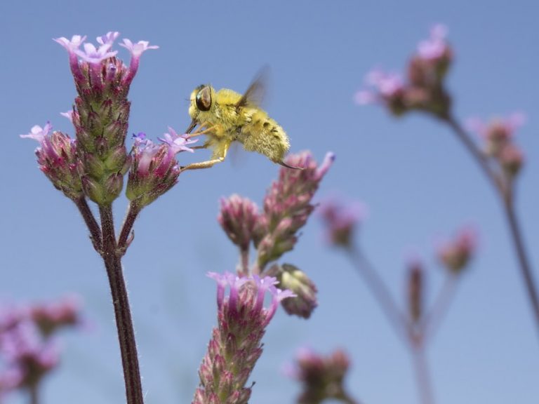 Omenirea are la dispoziţie 10 ani pentru salvarea biodiversităţii Pământului, consideră ONU