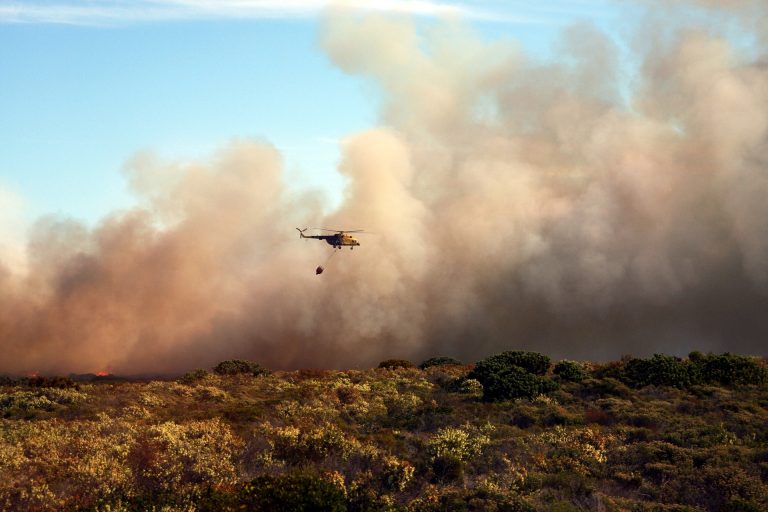VIDEO 500 de milioane de animale au murit în incendiile din Australia