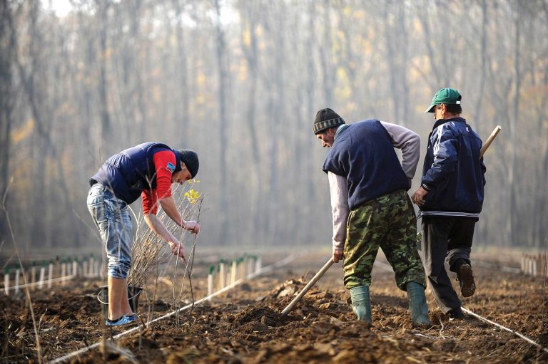 40 de milioane de euro pentru tinerii fermieri și 20 de milioane pentru împăduriri
