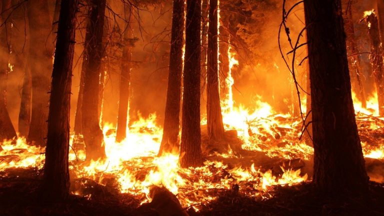 Impactul economic al incendiilor din Australia ar putea depăși 4,4 miliarde de dolari