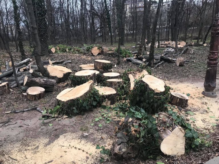 Garda de Mediu a amendat ADP Sector 1 cu 50.000 de lei pentru defrișările din Parcul Herăstrău