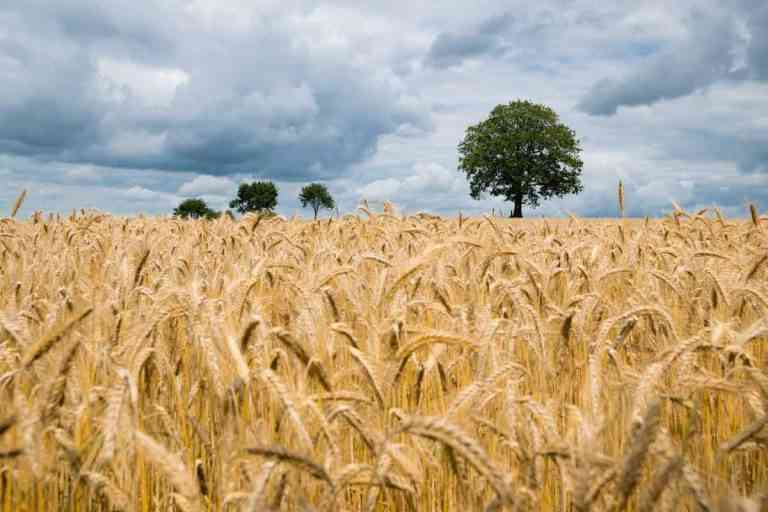 Agricultorii cer stoparea exporturilor de grâu, relaxarea importurilor și plafonarea prețurilor